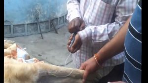 Усыпить собаку на дому