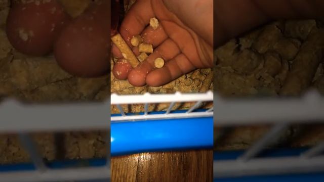 Как ухаживать за Сирийским хомячком. Учу! смотреть онлайн