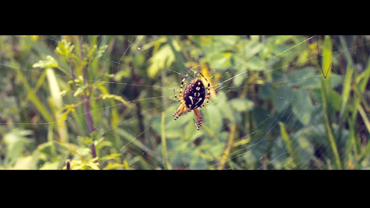 insects смотреть онлайн