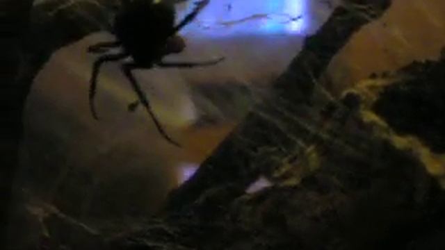 Latrodectus Mactans Eating