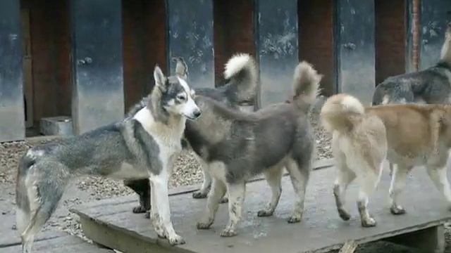 вольер с хаски смотреть онлайн