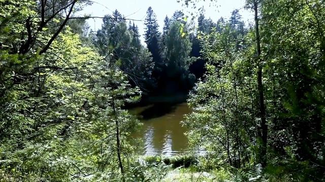Футаж. Речка. Лес. Красивый пейзаж. Лето. смотреть онлайн