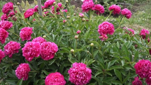 Пион Канзас. Peony kansas. Сад ORION смотреть онлайн