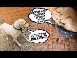 Мурзик заболел опять Миле сюрприз. Погулки с собаками и в конце опять треш♀️