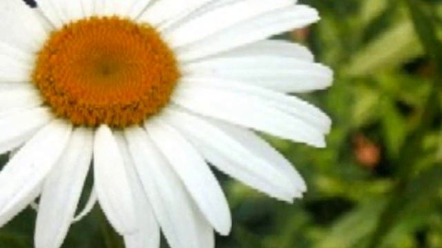 Tania Libertad - Terezinha смотреть онлайн