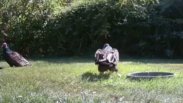 Хитрожопая ворона одним движением освободила себе воду от лишних ртов смотреть онлайн