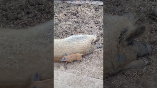 Венгерская мангалица. Содержание и уход смотреть онлайн