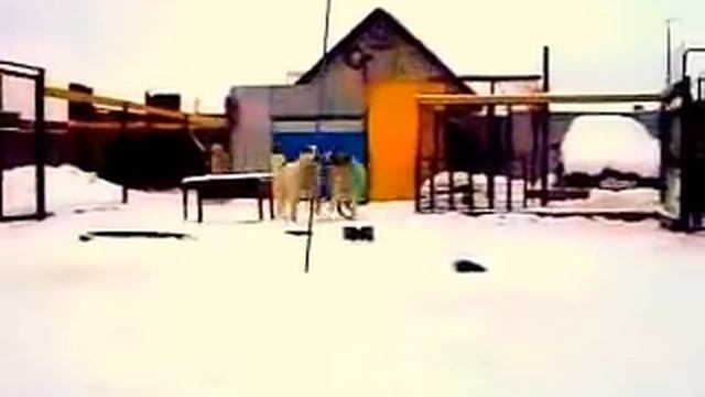 Алабаи Воронежа Сен Сао Ферзь с Черемшой