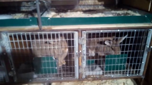 Помеси, имбридинг, глисты и другое что связано с кроликами. смотреть онлайн