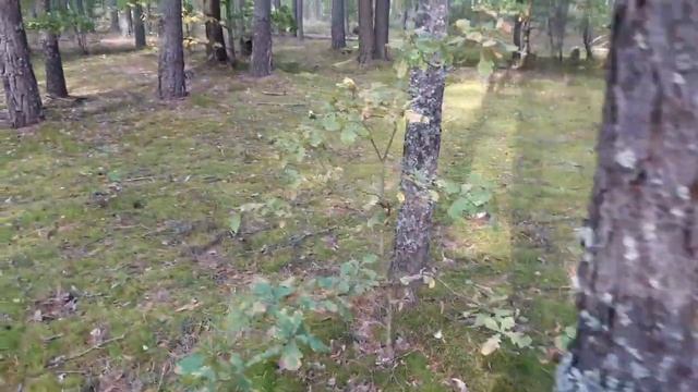 ПЕРВАЯ ПОЕЗДКА ЗА ГРИБАМИ В ЭТОМ ГОДУ. СЕМЬ ЛЕТ ГРИБОВ НЕ БЫЛО. НАБРАЛ БЕЛЫХ. смотреть онлайн