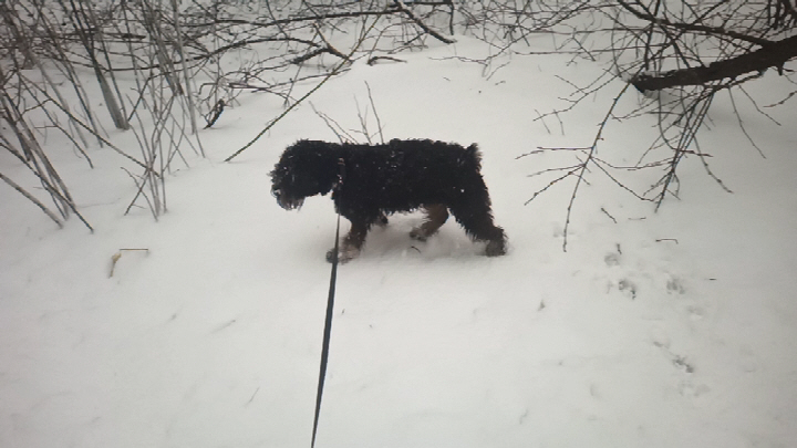 Тоби - зимний щенок