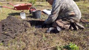 КАК ПОСАДИТЬ ВИШНЮ ЧТОБ ОНА ПРИЖИЛАСЬ, СОВЕТЫ ХИТРОГО ДАЧНИКА  САЖАЕМ САЖЕНЕЦ ВИШНИ.