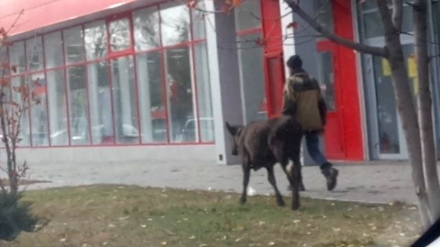 ИДЁТ БЫЧОК КАЧАЕТСЯ ? смотреть онлайн