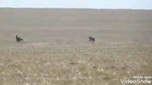 Охота с грейхаундом