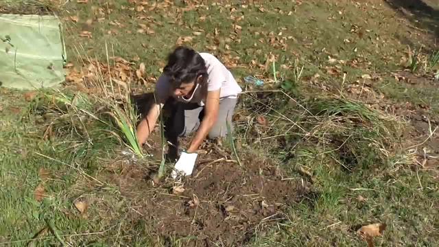Iris germanica: manutenzione смотреть онлайн