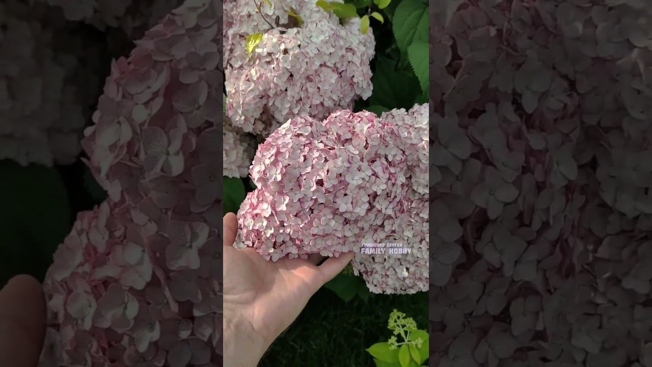 Гортензия древовидная Баблгам. 7 июля в нашем саду #гортензиядревовидная # смотреть онлайн