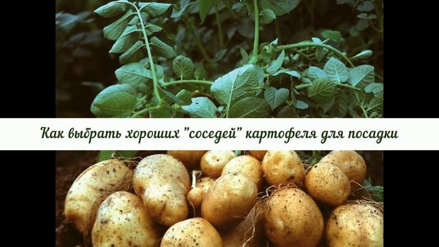 Как выбрать хороших "соседей" для картофеля на нашем участке, чтобы остаться довольными урожаем. смотреть онлайн