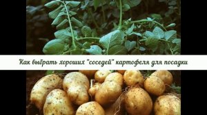 Как выбрать хороших «соседей» для картофеля на нашем участке, чтобы остаться довольными урожаем.