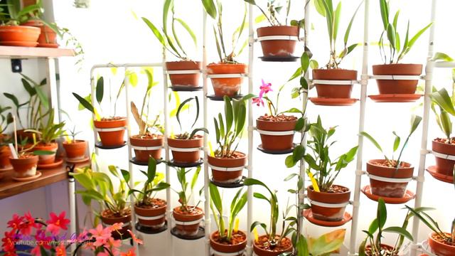 About man made Orchids, fungicides and others смотреть онлайн