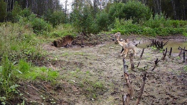 В мире животных. Волков бояться - в лес не ходить, или.. что происходит на берегу бобрового пруда смотреть онлайн