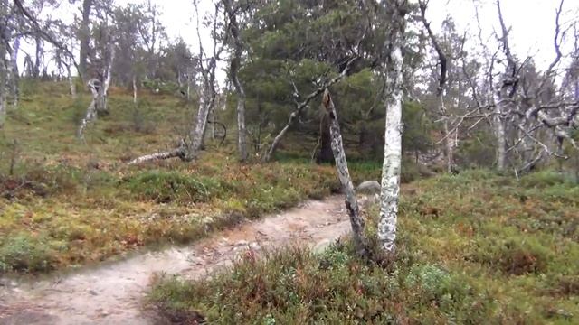 Pallas Yllästunturin kansallispuisto-Muonio Jerisjärvi in Finland смотреть онлайн