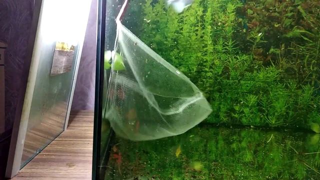 Тернеция Glofish перенос производителей в большой аквариум