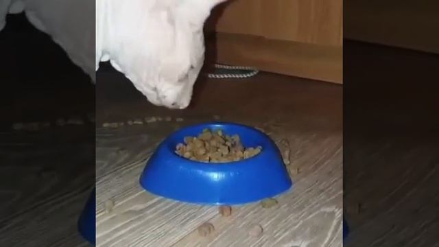 Очень смешно кот ест корм смотреть онлайн