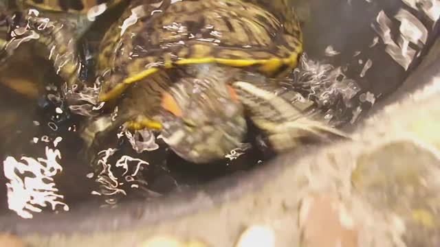 Экзотические черепашки, рыбки и танцы бабочек. Выборг. смотреть онлайн