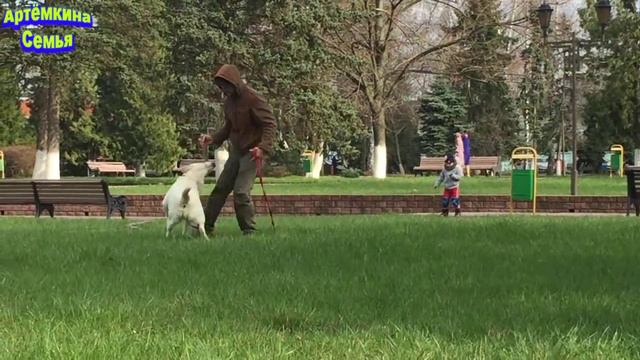 Гуляем в парке. Катаемся на роликах. Играем с Арчей. A walk in the Park roller skating. Labrador do смотреть онлайн