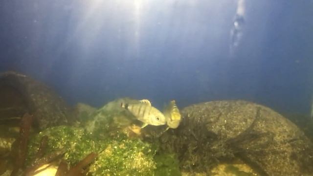 Краб креветки аквариумные рыбки 3 карантин смотреть онлайн