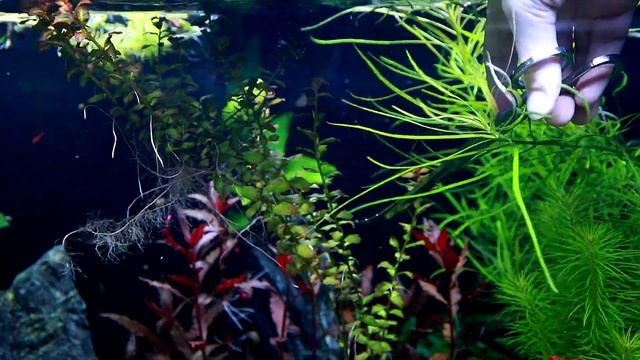 Aquarium Plants: Ludwigia Senegalensis смотреть онлайн