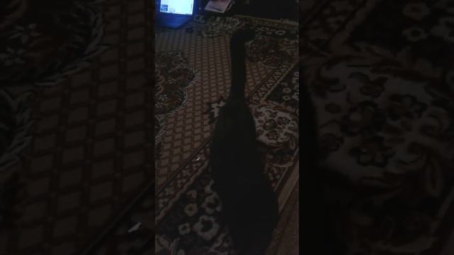 Мой кот Флоки до того как пропал:( смотреть онлайн