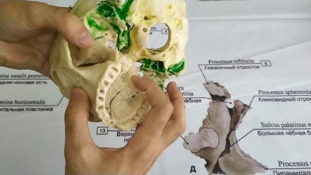 Анатомия черепа в целом. General Anatomy Of The Skull
