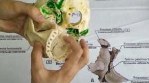 Анатомия черепа в целом. general anatomy of the skull