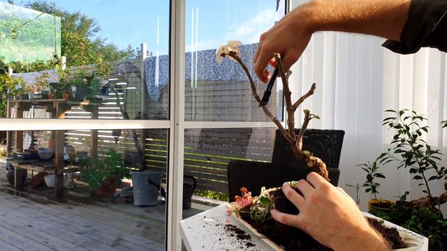 First Bonsai Styling of my Pelargonium - 17 September 2023 смотреть онлайн