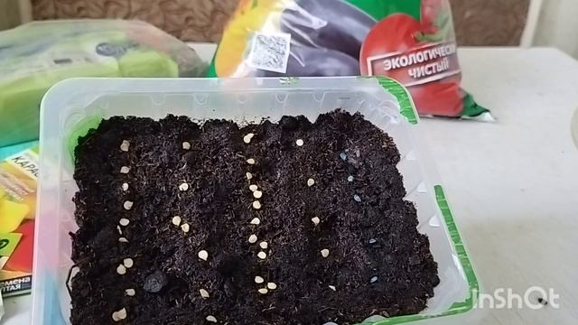 Сухой посев семян сладкого болгарского перца с пикировкой и без танцев с бубнами! смотреть онлайн