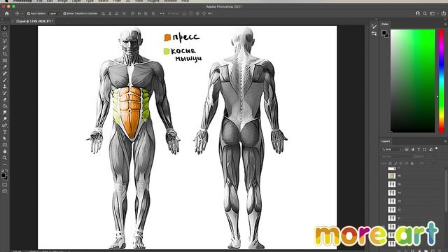 Как рисовать мышцы человека? / Курс «Рисование в Photoshop для начинающих» от more-art.ru смотреть онлайн