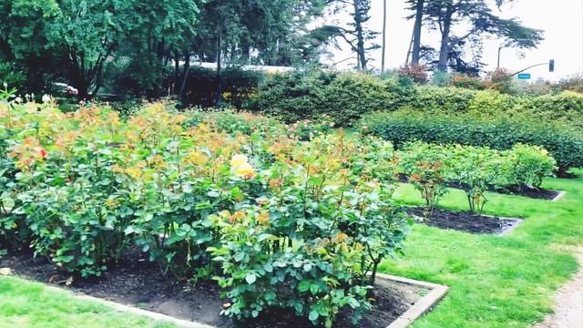 Rose Garden Golden Gate Park SF /Conservatory of Flowers San Francisco || Raz Lama || смотреть онлайн