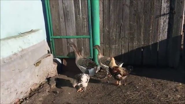 РАСТЕКАТЬСЯ МЫСЛЬЮ ПО ДРЕВУ ЗНАЧЕНИЕ МЫСЛЬЮ ПО ДРЕВУ РАСТЕКАТЬСЯ смотреть онлайн