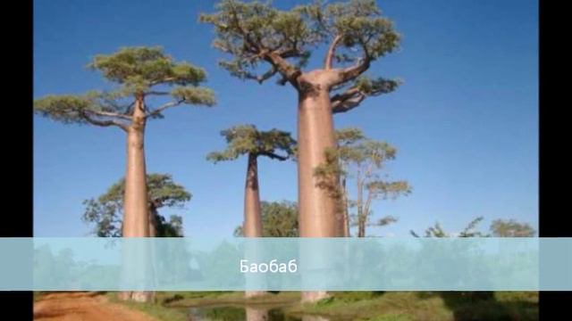 Уникальные деревья мира смотреть онлайн