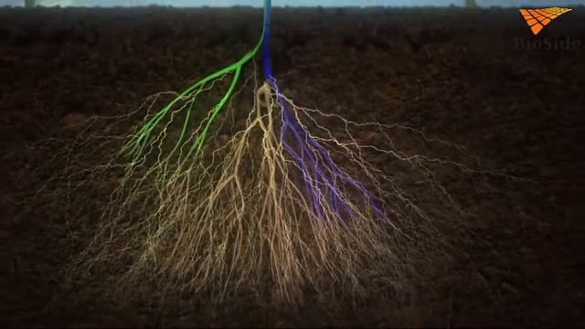 Био удобрения для почвы и растений компании BioSide