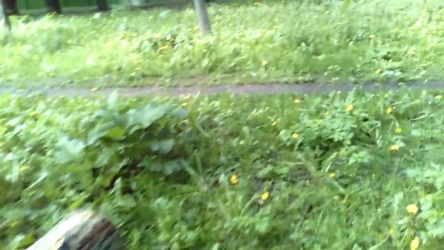 Москва. 1-я Останкинская. Останкинский 6-й пер. Дельные кусты за дачей Королёва.