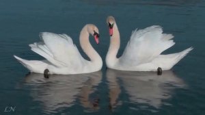 Камиль Сен - Санс  -  Лебедь...      Camille Saint - Saens Swan