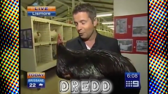 Reporter Vs Rooster REMAKE 100 Boobs