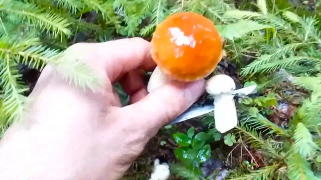 За Белыми грибами в лес смотреть онлайн