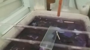 Окраска бактерий по методу Рамоновского Гимзы