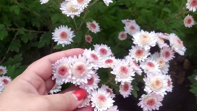 Обзор моих хризантем 15.10.20г смотреть онлайн