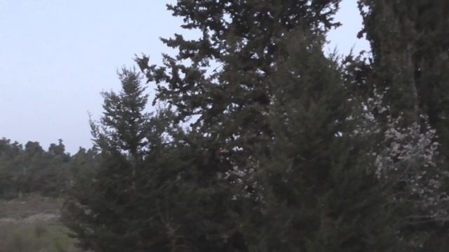 .1.03.19.Первый день весны. . Стая .Хохлатая кукушка. смотреть онлайн