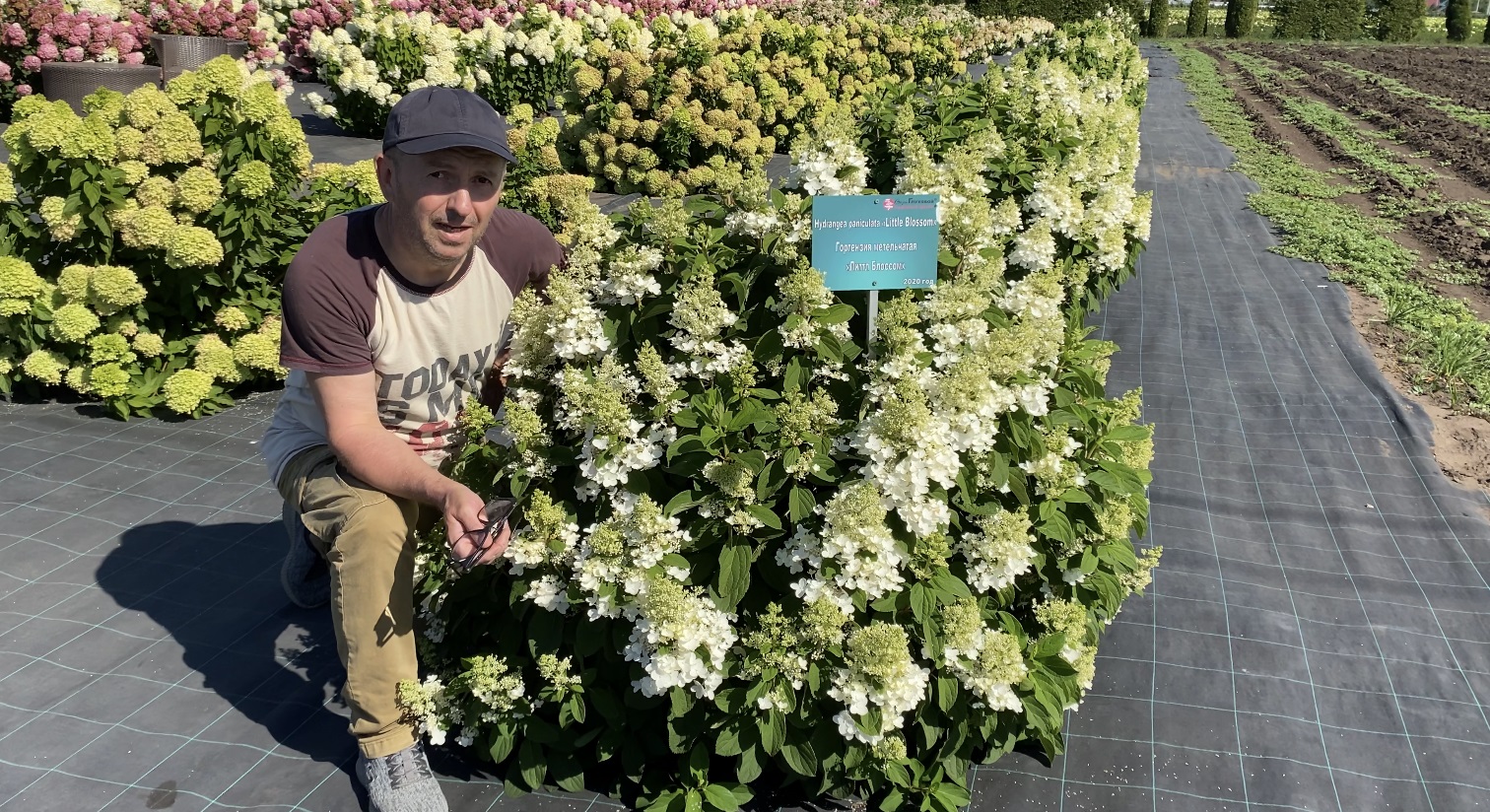 Гортензия метельчатая Little Blossom смотреть онлайн