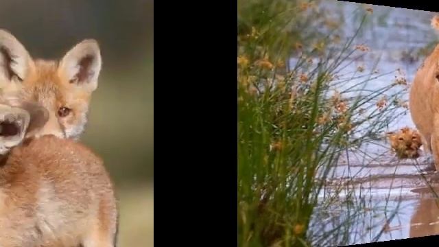 СИЛЬНЫЕ КОШКИ И ХИТРЫЕ ЛИСЫ. смотреть онлайн